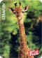 Fruite girafon.jpg (21521 octets)