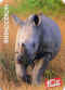 Fruite rhinoceron.jpg (31489 octets)