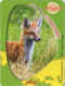 Kellogg's Ushuaia renard.jpg (53617 octets)