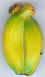 Banane 12.jpg (5125 octets)