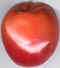 Tomate 07.jpg (9450 octets)