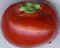 Tomate 13.jpg (3466 octets)