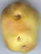 Pomme de terre 03.jpg (3316 octets)