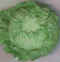Salade 01.jpg (15919 octets)