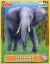 Pasquier Pitch Belgique elephant.jpg (23239 octets)