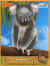 Pasquier Pitch Belgique koala.jpg (20803 octets)