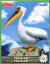 Pasquier Pitch Belgique pelican.jpg (21234 octets)