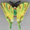 Papillon 05.jpg (11320 octets)