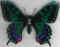 Papillon 14.jpg (210306 octets)