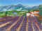 Provence Alpes Cote d'Azur lavande.jpg (63268 octets)
